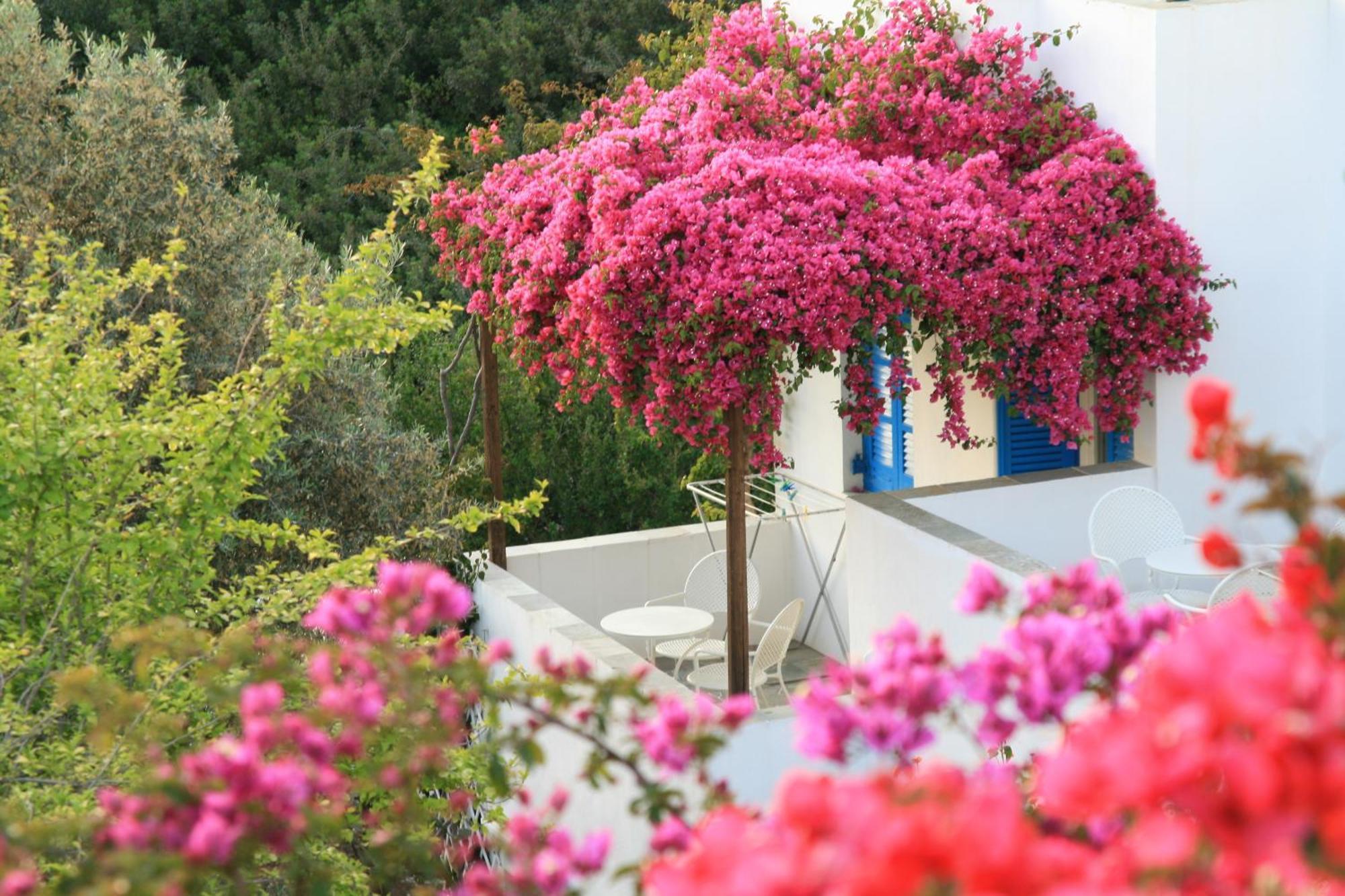 Alexandros Hotel Platis Gialos  Buitenkant foto